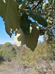 Quercus rugosa