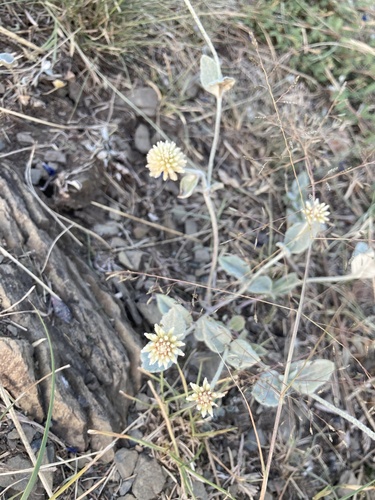 Pfaffia gnaphalioides, photograph 3