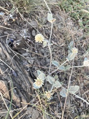 Pfaffia gnaphalioides