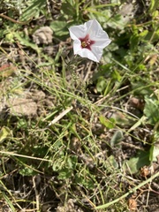 Convolvulus laciniatus