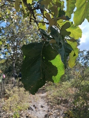 Quercus rugosa