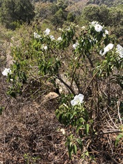 Ipomoea pauciflora