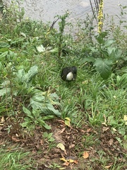 Anas platyrhynchos domesticus