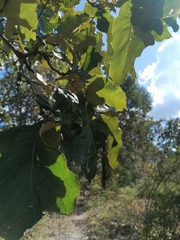 Quercus rugosa