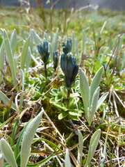 Gentiana glauca