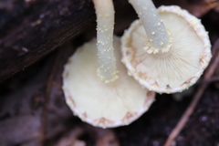 Pholiota polychroa