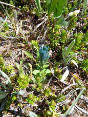 Gentiana glauca