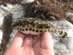 Sphoeroides spengleri