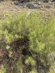 Acanthostyles buniifolius