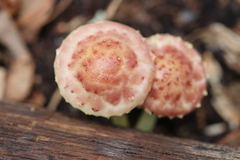 Pholiota polychroa