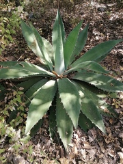 Agave seemanniana