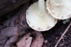 Pholiota polychroa