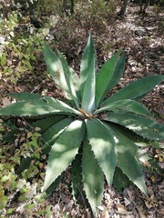 Agave seemanniana