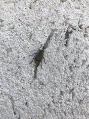 Aegomorphus jaspideus