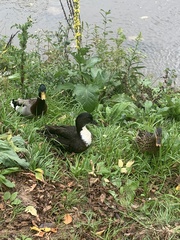 Anas platyrhynchos domesticus