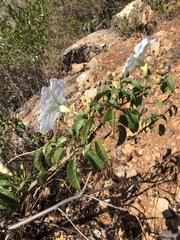 Ipomoea pauciflora
