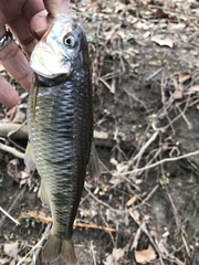 Luxilus chrysocephalus