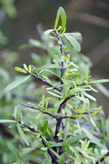 Forestiera angustifolia