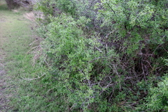 Forestiera angustifolia