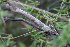Forestiera angustifolia