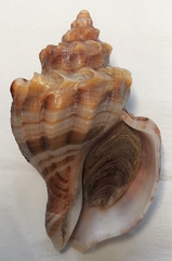 Neptunea cumingii