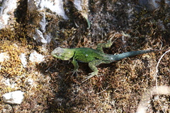 Sceloporus formosus