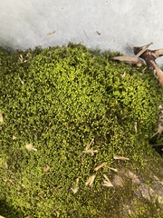 Pseudanomodon attenuatus