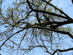 Melanerpes flavifrons