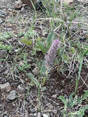 Veronica wyomingensis