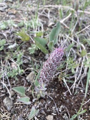 Veronica wyomingensis