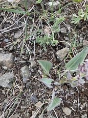 Veronica wyomingensis
