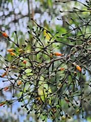 Hatiora salicornoides