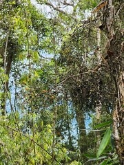 Hatiora salicornoides