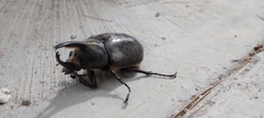 Dynastes hyllus