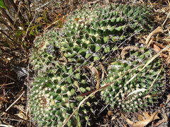 Mammillaria karwinskiana