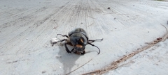 Dynastes hyllus