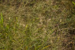 Eragrostis tenuifolia