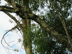 Lepidocolaptes falcinellus