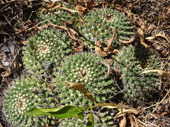Mammillaria karwinskiana