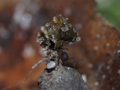 Cyphomyrmex rimosus