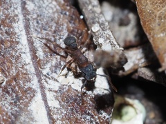 Cyphomyrmex rimosus