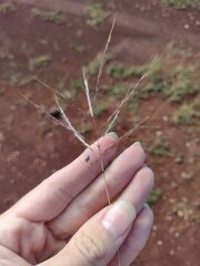 Dichanthium annulatum annulatum