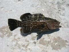 Mycteroperca bonaci