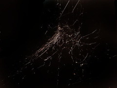 Latrodectus geometricus