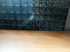 Latrodectus geometricus