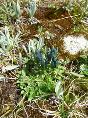 Gentiana glauca