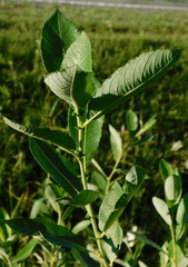 Salix cinerea