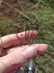 Bothriochloa pertusa