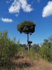 Juniperus flaccida