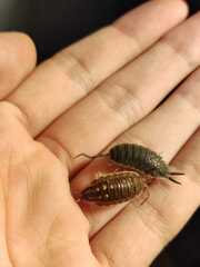 Porcellio ornatus